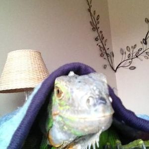 Meet your Posher, Bonnie